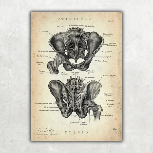 Anatomy of the Hip poster, vintage style