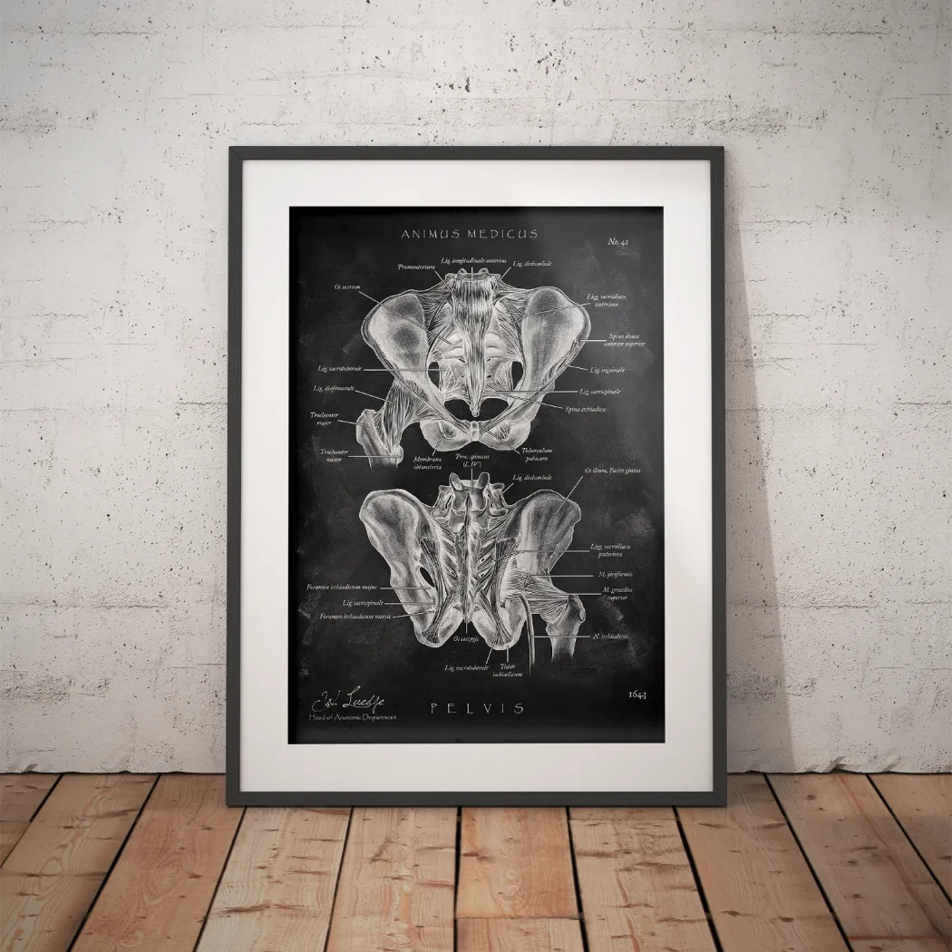 Anatomy of the hip joint - Chalkboard