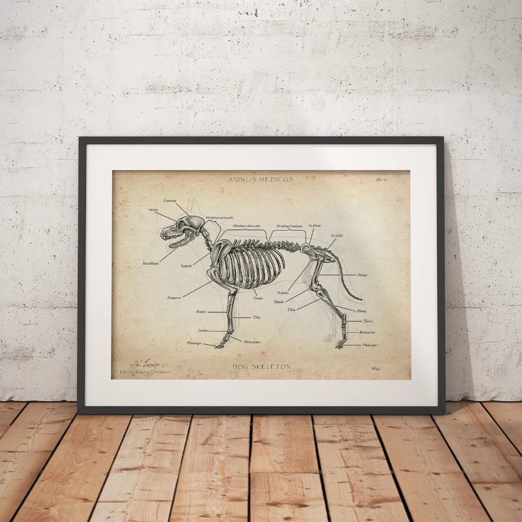 Dog skeleton