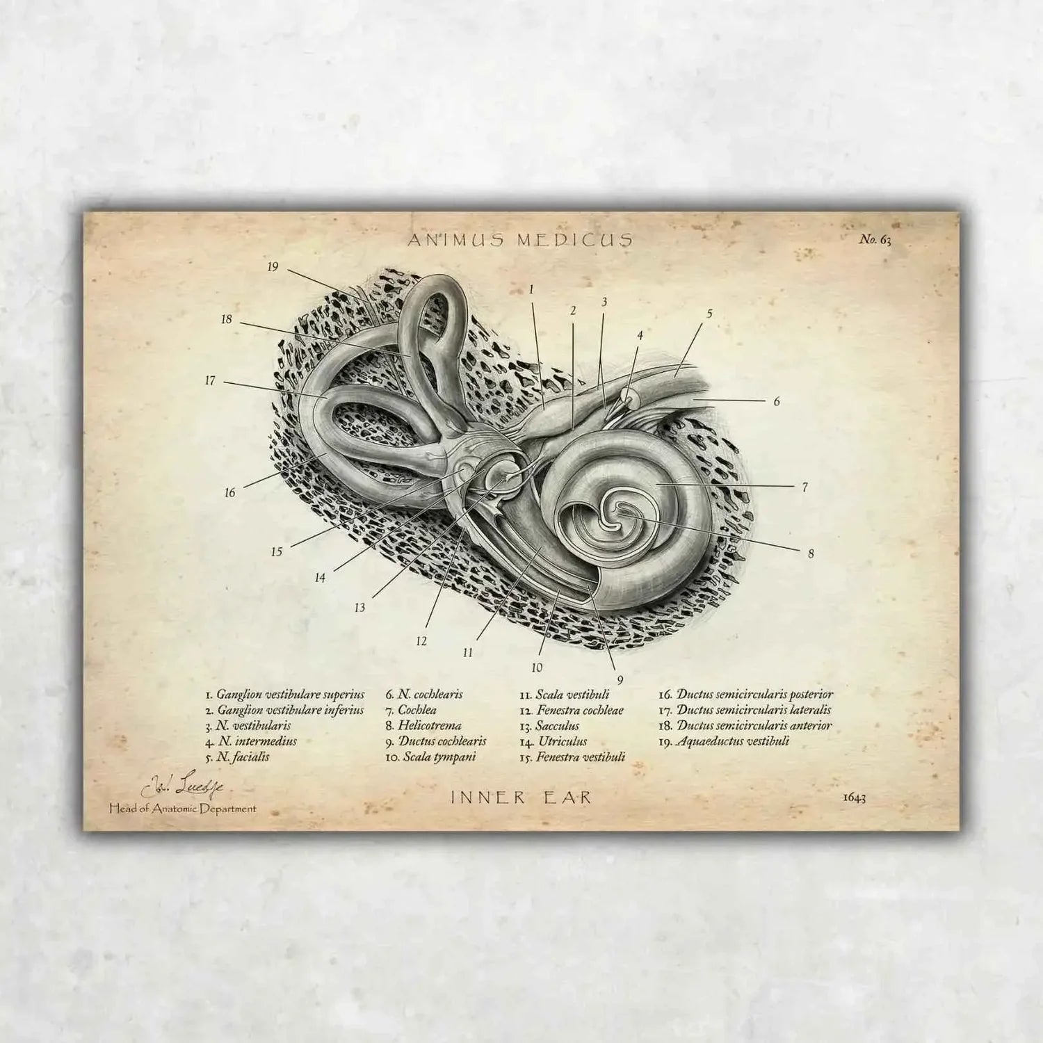 Inner Ear Anatomy