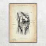 Knie Anatomie Sammlung - Animus Medicus GmbH