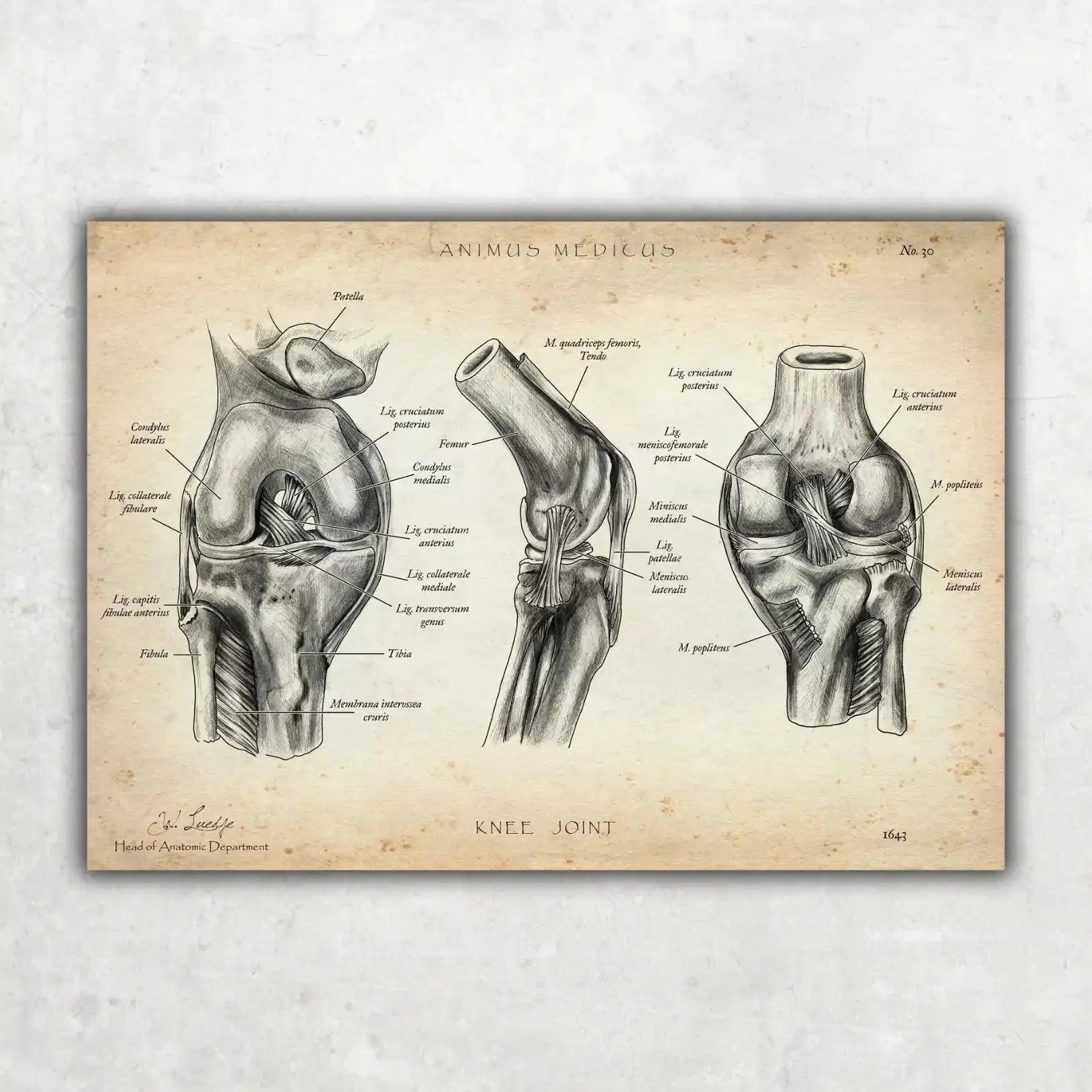 Knie Anatomie Sammlung - Animus Medicus GmbH