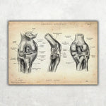 Kniegelenk Anatomie - Animus Medicus GmbH