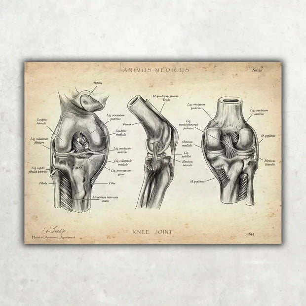 Knee Joint Anatomy poster, vintage style