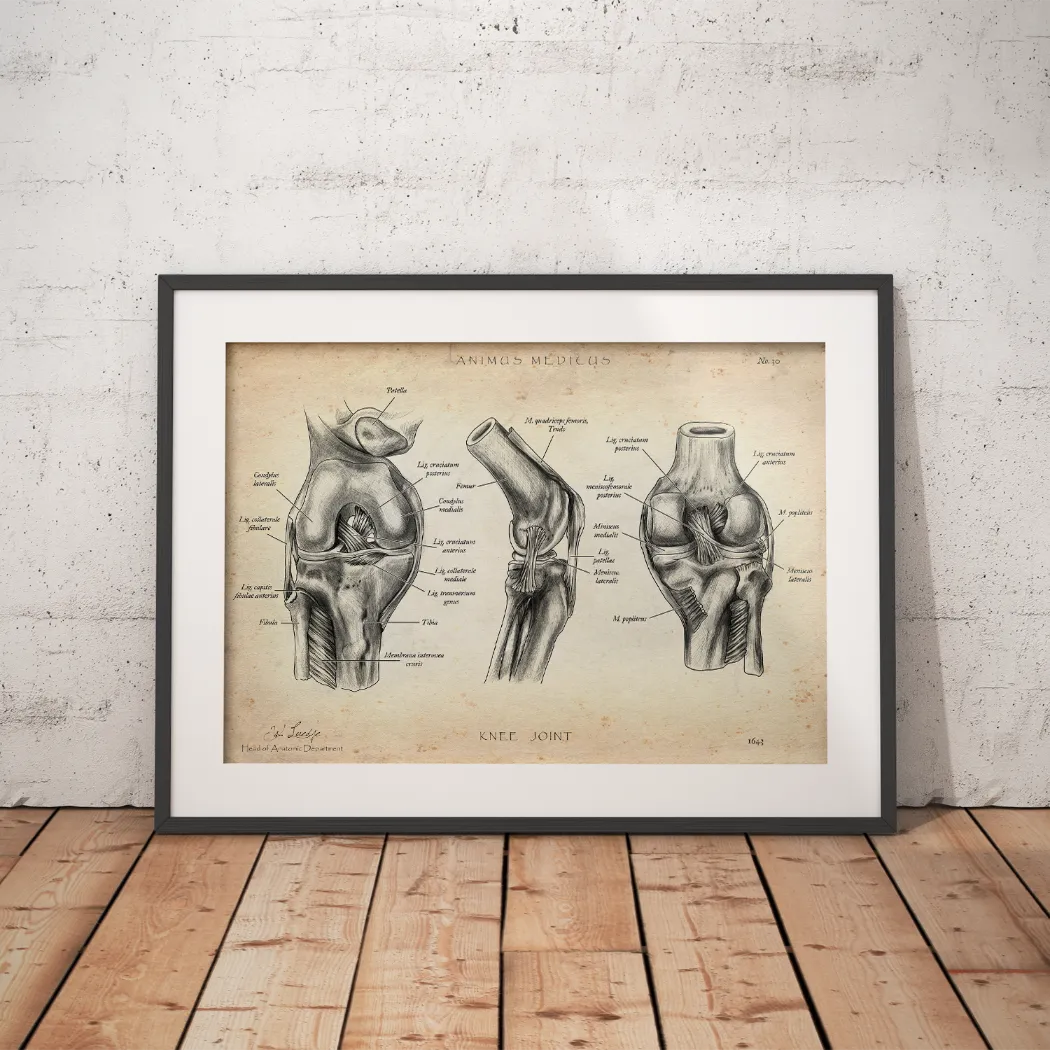 Knee Joint Anatomy