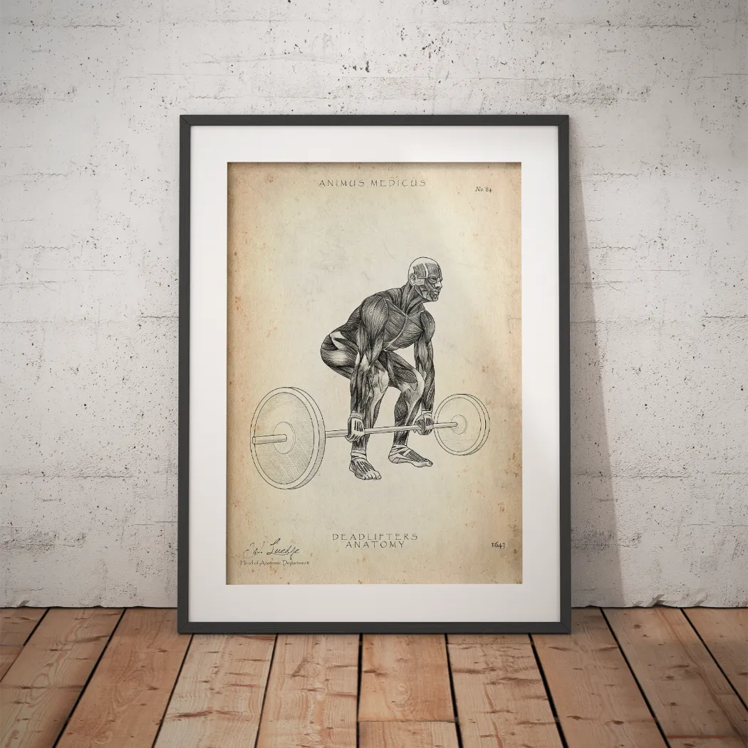 Deadlift Anatomy Poster