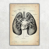 Lungen Anatomie - Animus Medicus GmbH