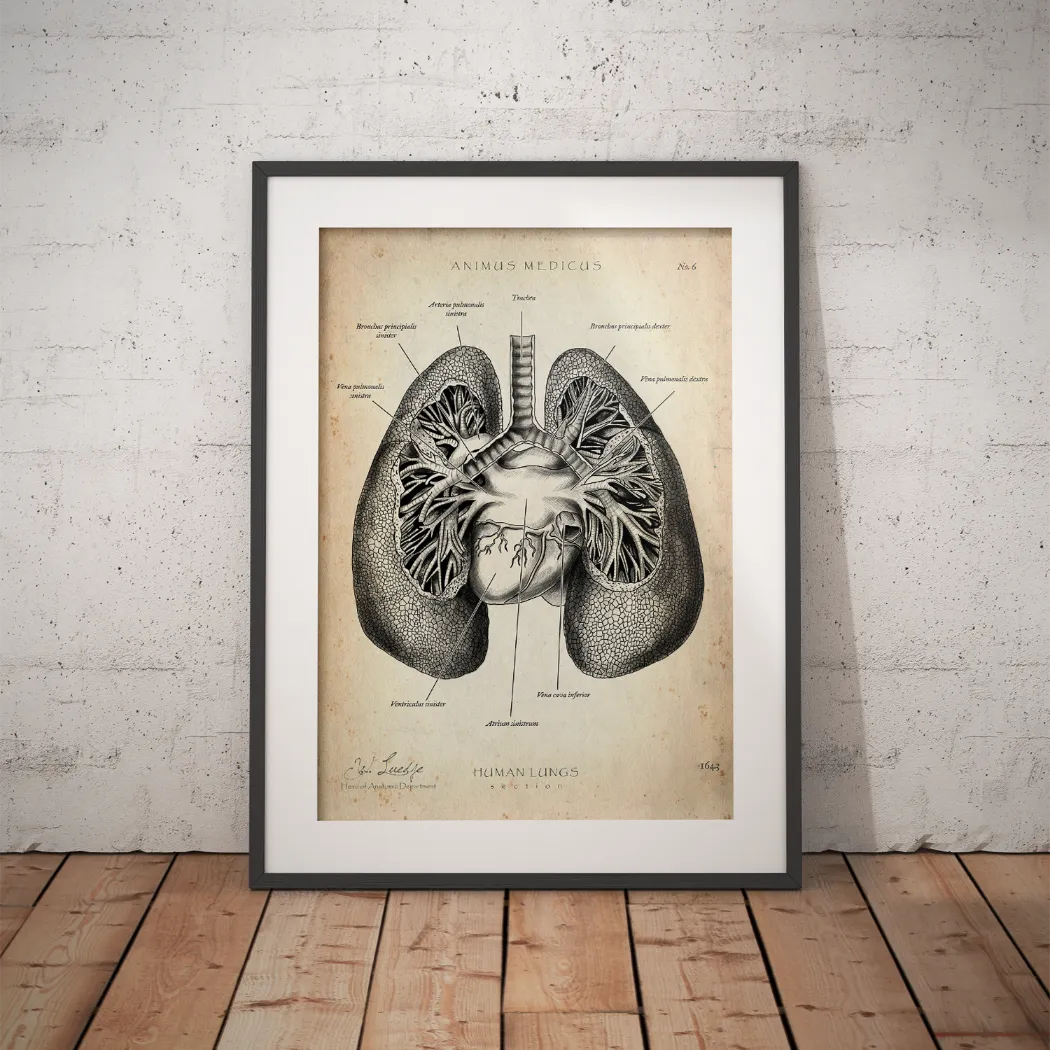 Lung Anatomy