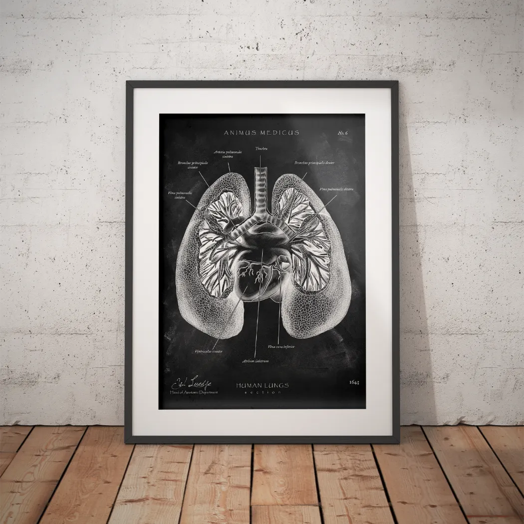 Lung Anatomy - Chalkboard
