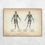 Muskeln Anatomie - Animus Medicus GmbH