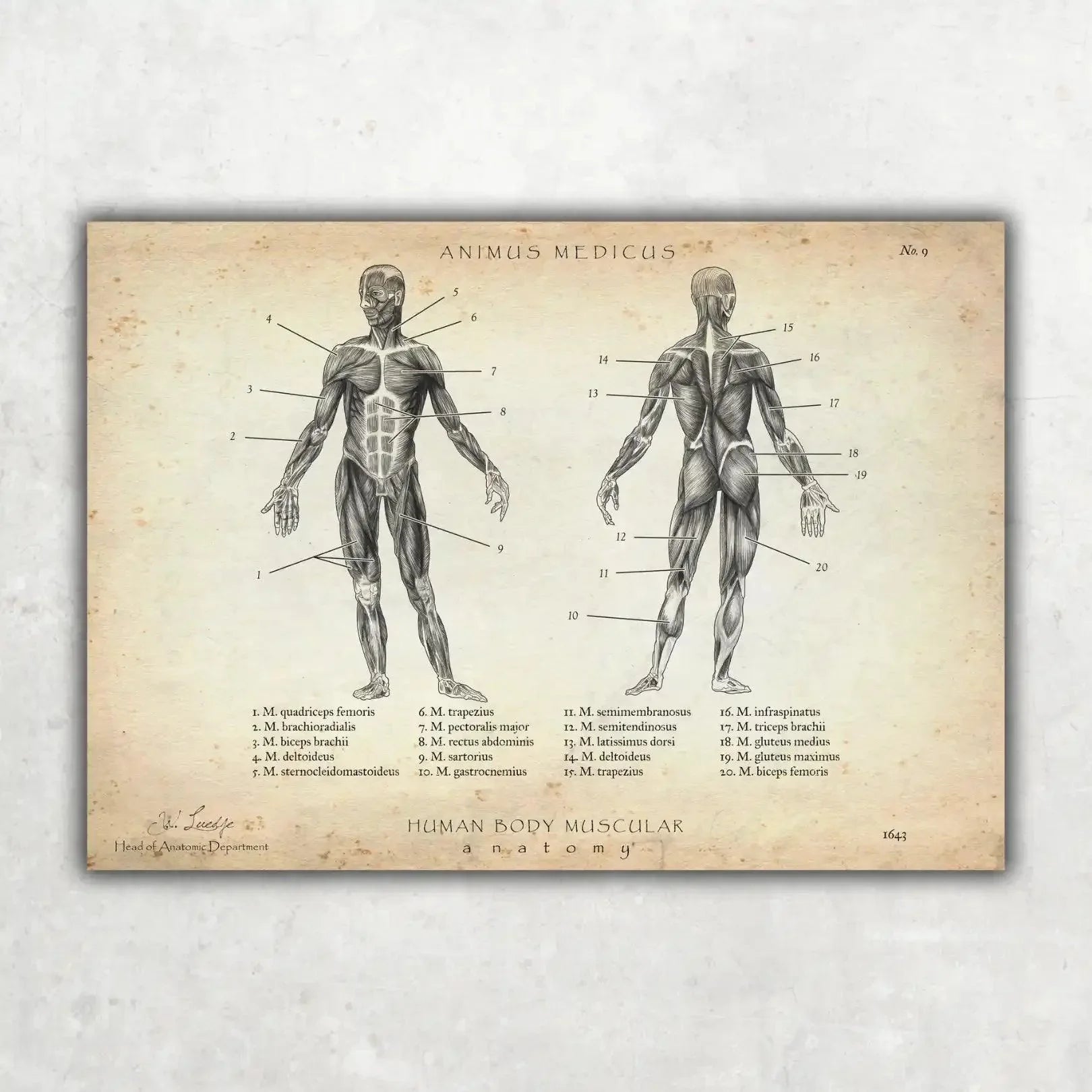 Physio Starter Set