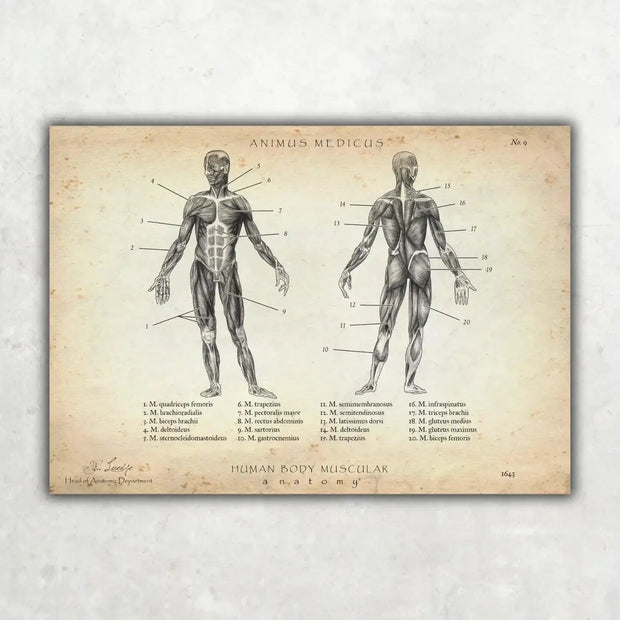 Muscle Anatomy poster, vintage style
