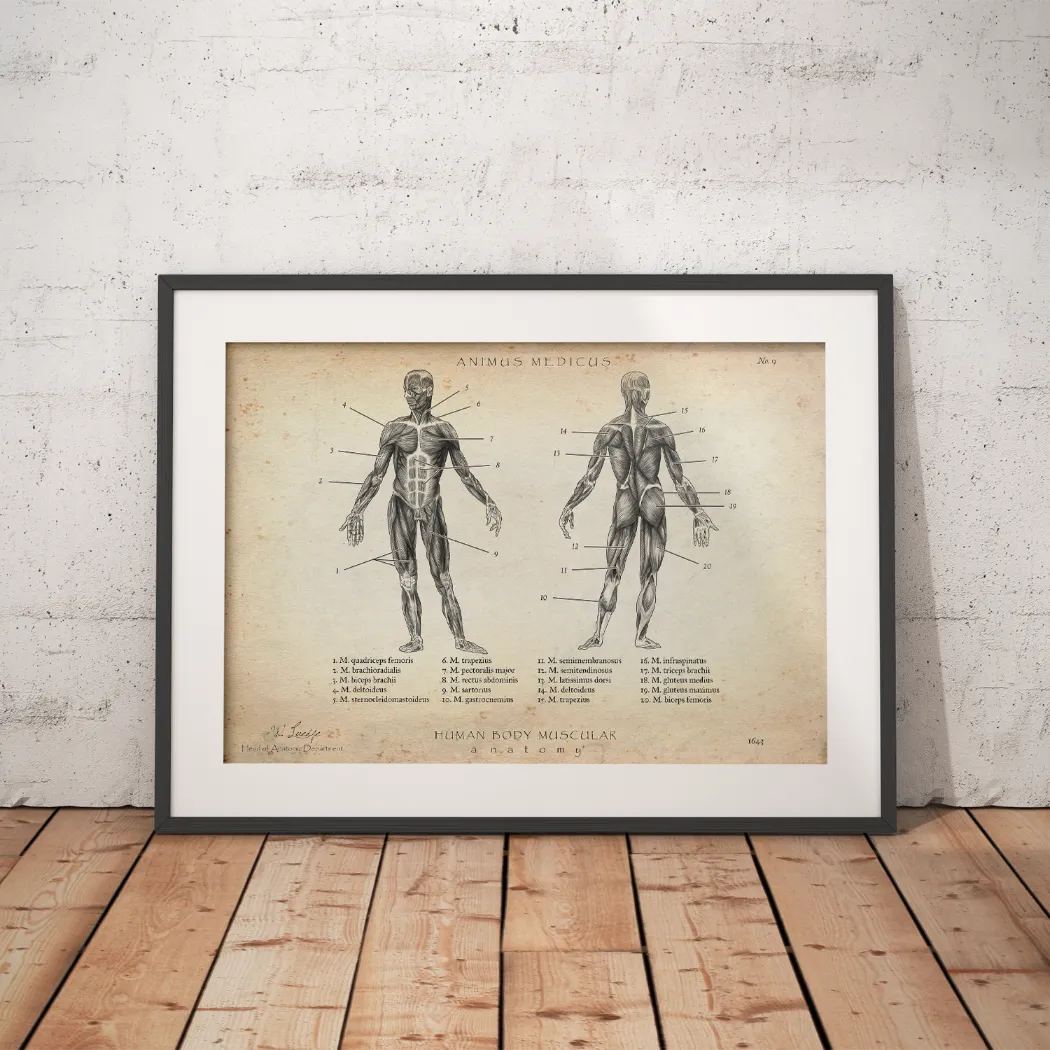 Muscle Anatomy