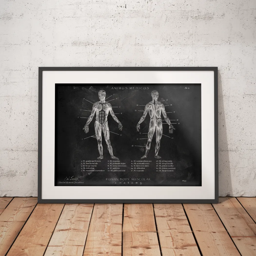 Muscle Anatomy - Chalkboard