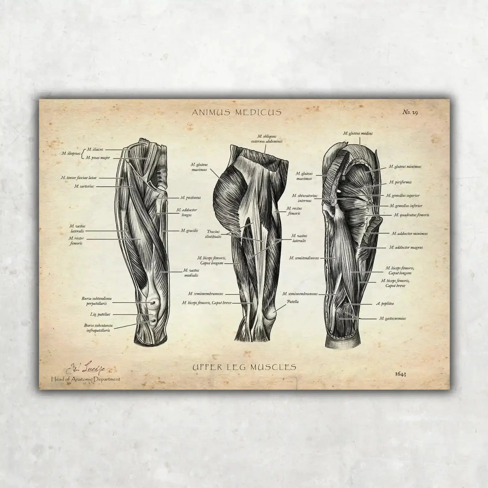 Knie sammlung