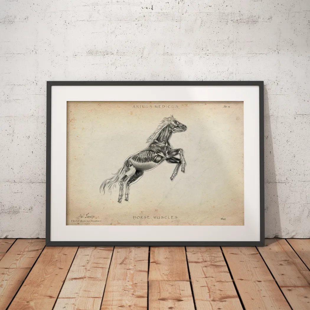 Horse Musculature Anatomy
