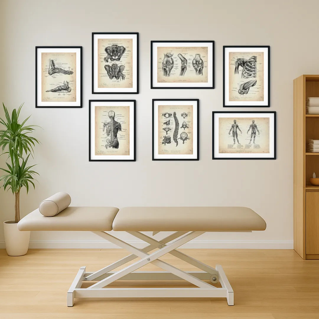 Chiropractic office decor: the Clinic Starter Set — seven framed vintage anatomy posters on a practice wall