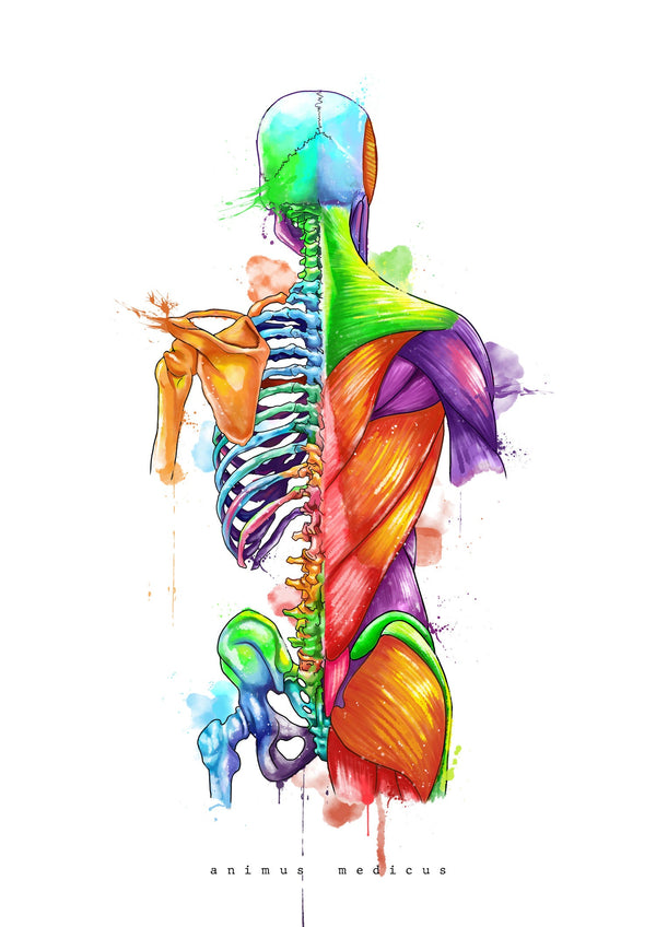 Back Anatomy - Rainbow