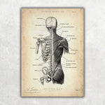 Rücken Anatomie | Knochen und Muskeln - Animus Medicus GmbH