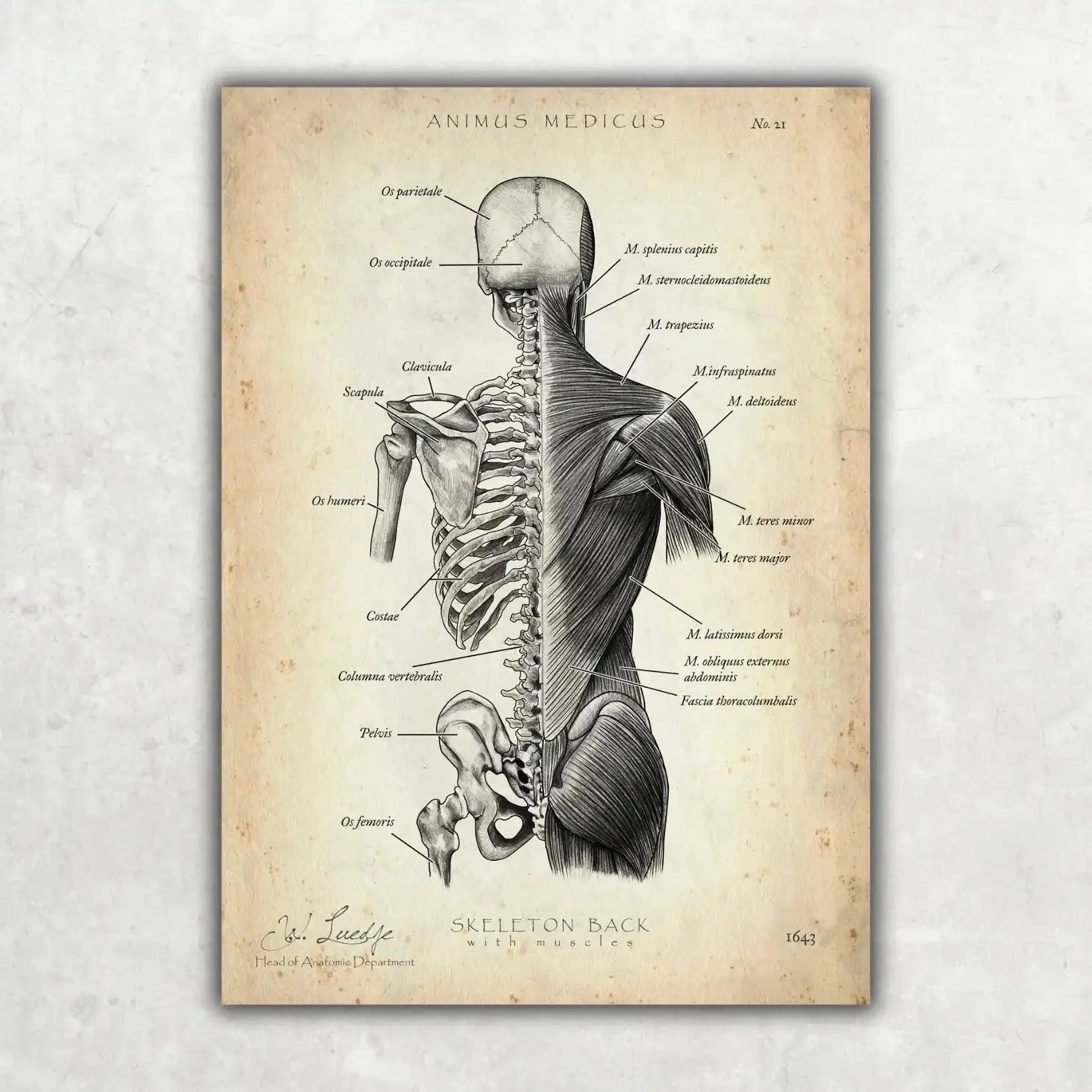 Rücken Anatomie | Knochen und Muskeln - Animus Medicus GmbH