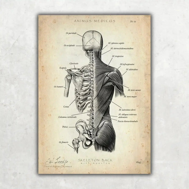 Back anatomy poster in vintage style, framed