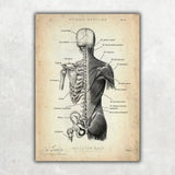Rücken Anatomie Sammlung