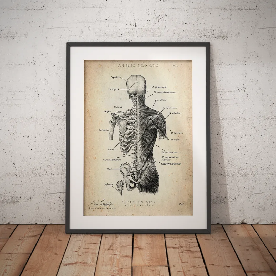 Back Anatomy | Bones and Muscles