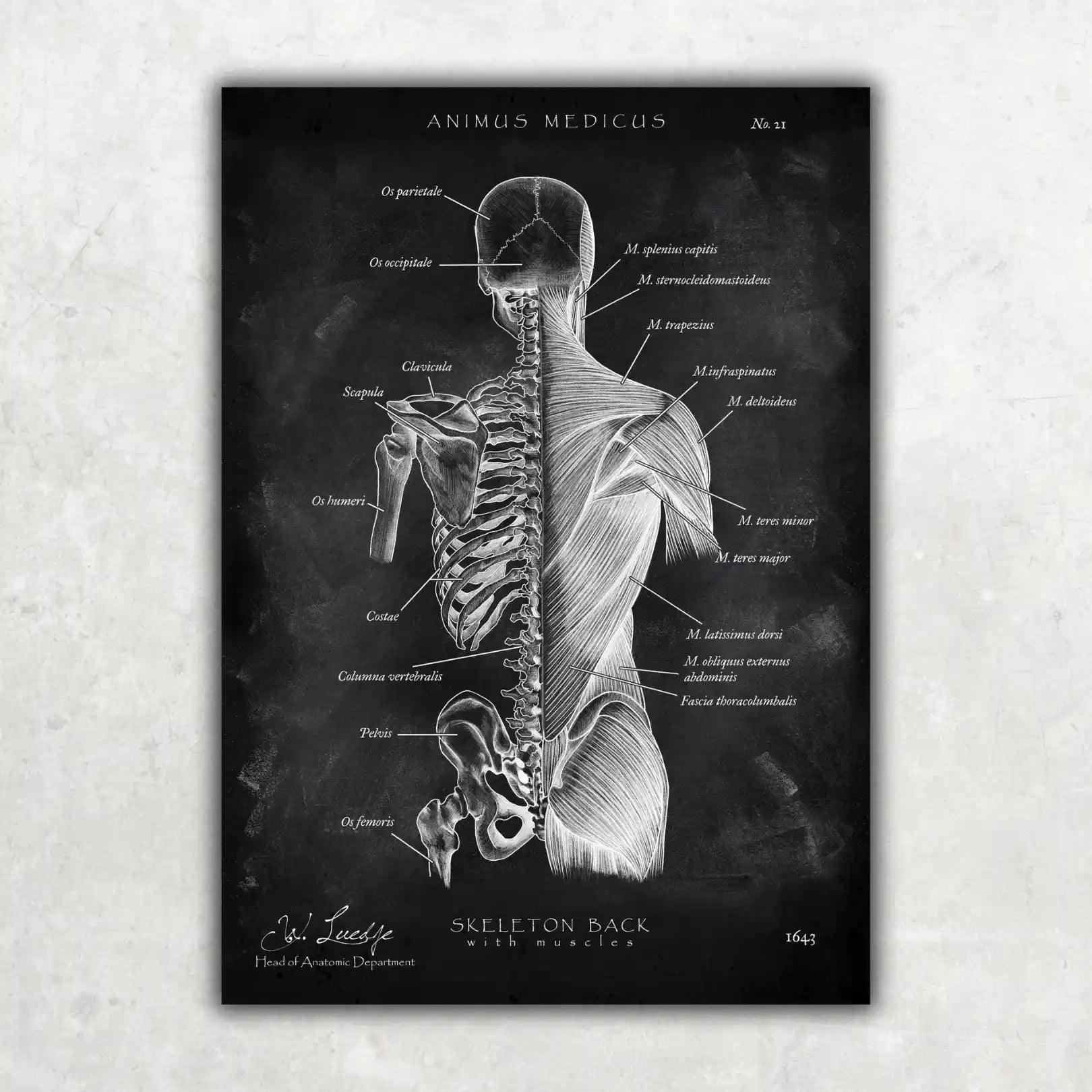 Rücken Anatomie | Knochen und Muskeln - Chalkboard - Animus Medicus GmbH