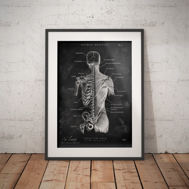 Back anatomy poster in chalkboard style, framed