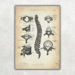 Rücken Anatomie Sammlung - Animus Medicus GmbH