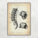 Rücken Anatomie Sammlung - Animus Medicus GmbH