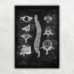 Rücken Anatomie Sammlung - Chalkboard - Animus Medicus GmbH