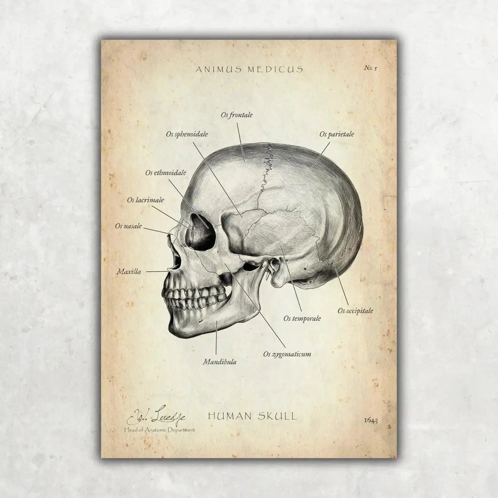 Schädelknochen Anatomie - Animus Medicus GmbH