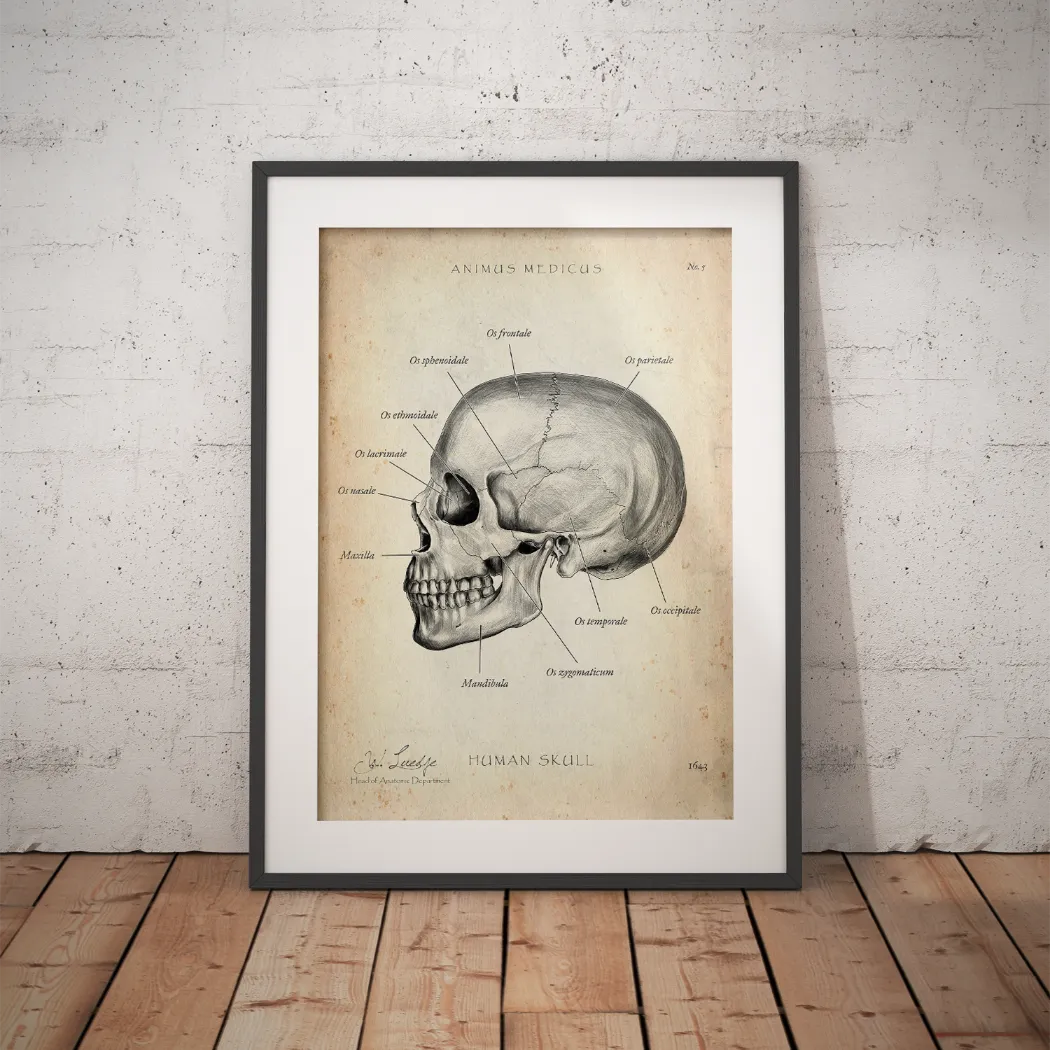 Skull Anatomy