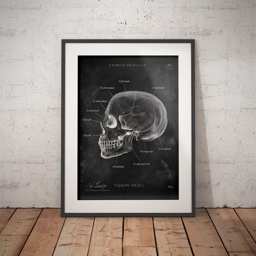 Skull Anatomy - Chalkboard