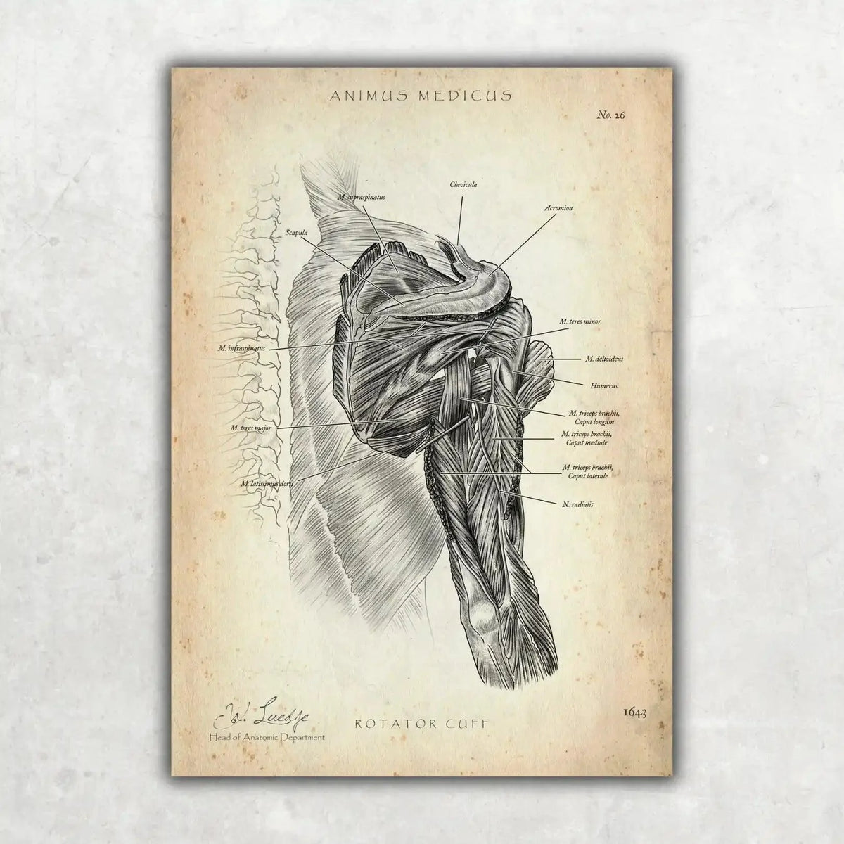 Schulter Anatomie Sammlung - Animus Medicus GmbH