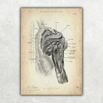 Schulter Anatomie Sammlung - Animus Medicus GmbH