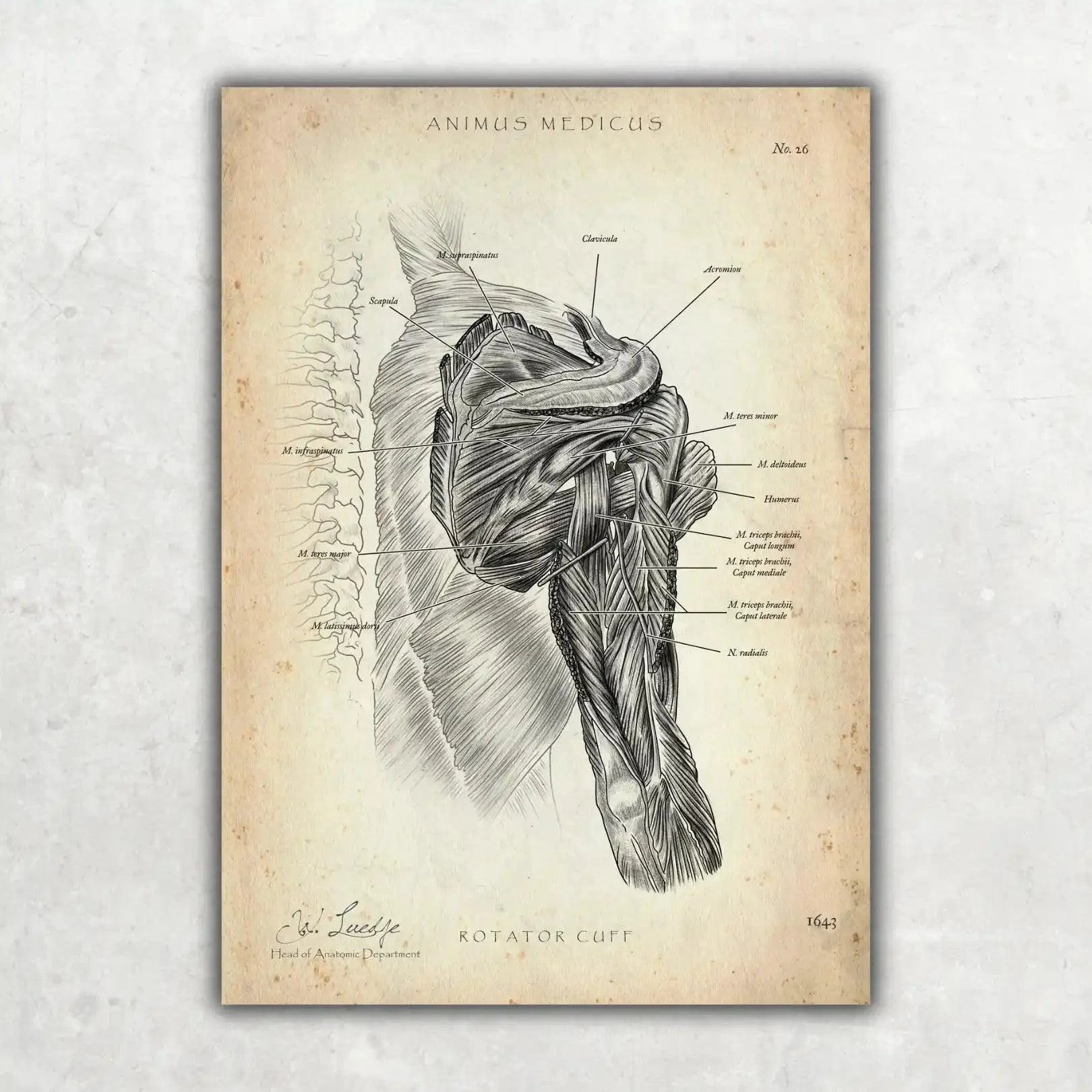 Schulter Anatomie Sammlung - Animus Medicus GmbH