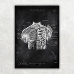 Schulter Anatomie Sammlung - Chalkboard - Animus Medicus GmbH