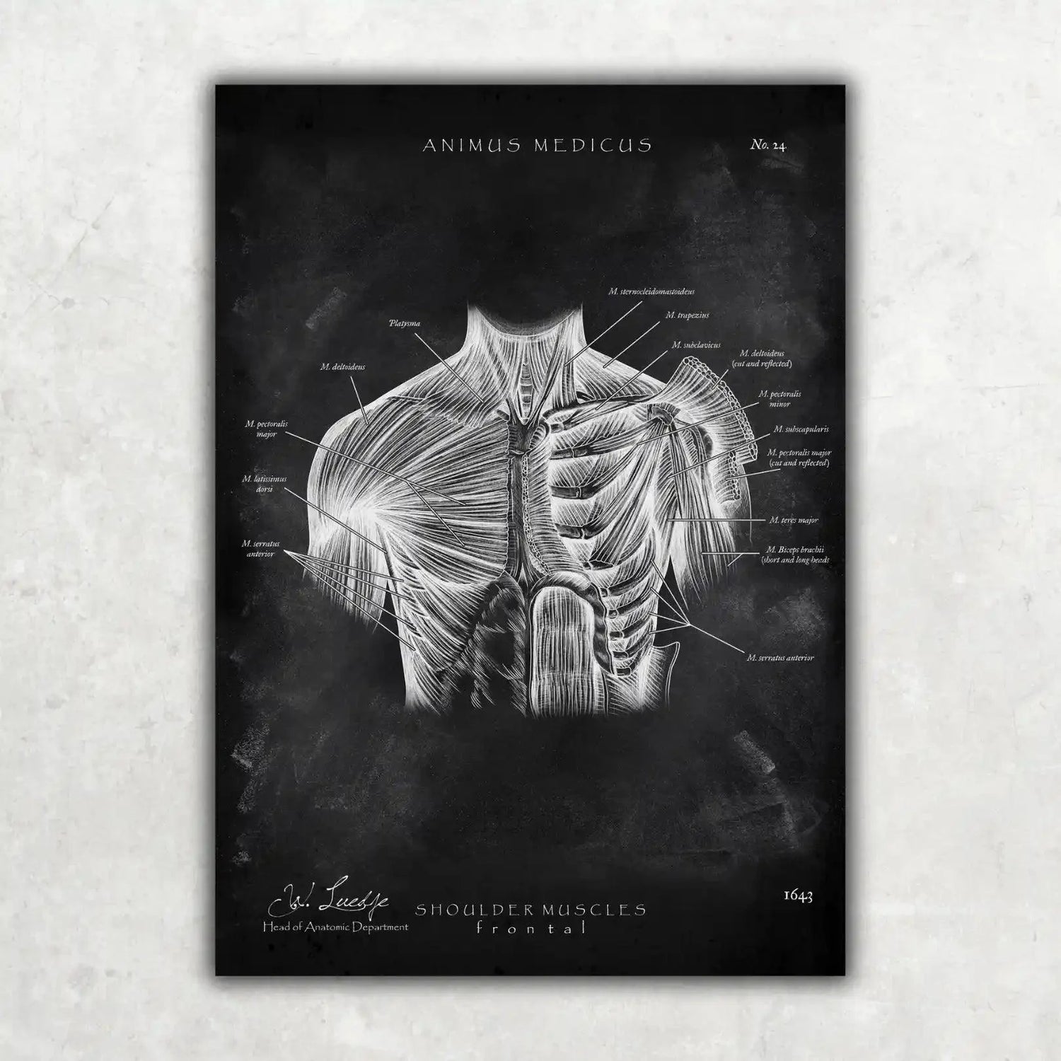 Schulter Anatomie Sammlung - Chalkboard - Animus Medicus GmbH