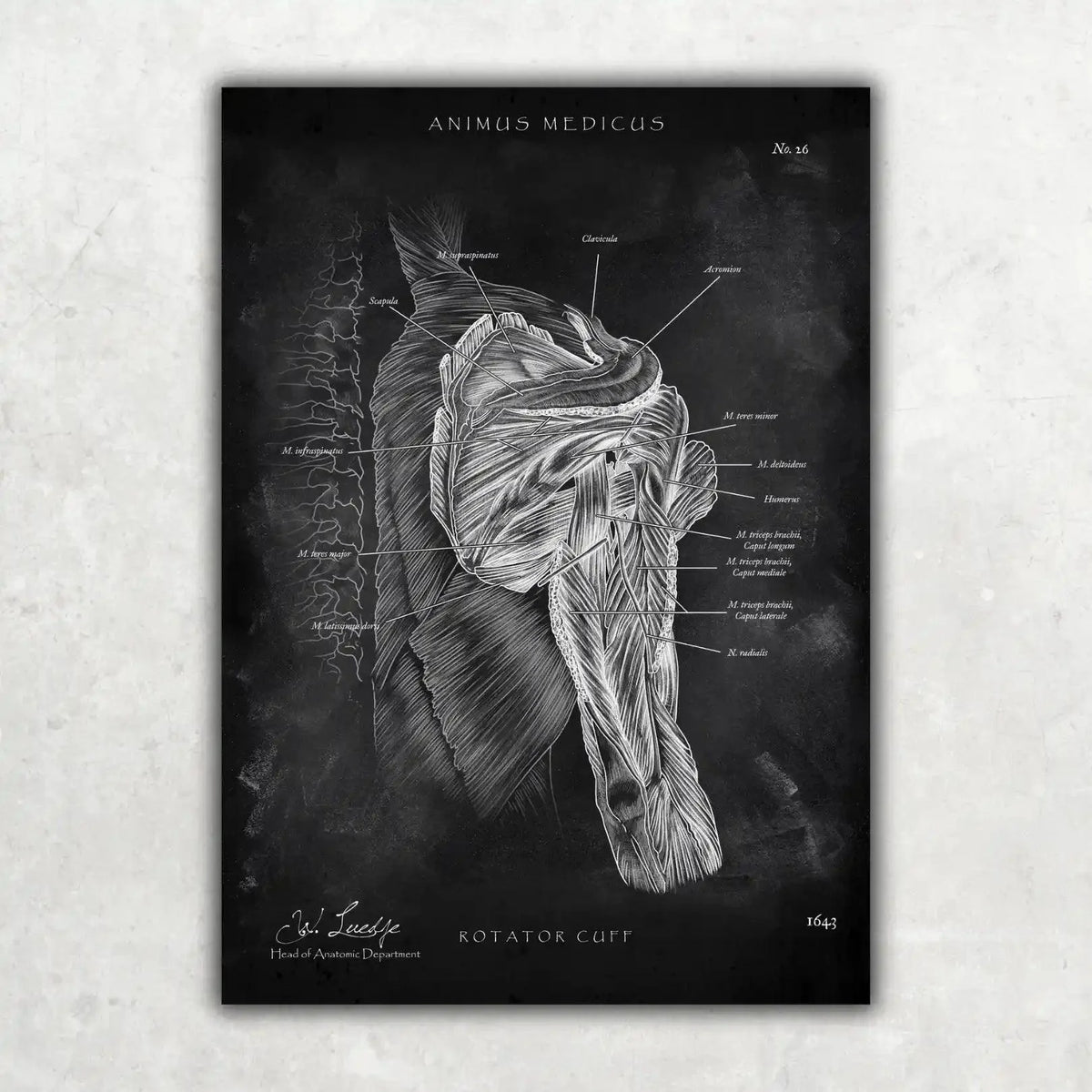 Schulter Anatomie Sammlung - Chalkboard - Animus Medicus GmbH