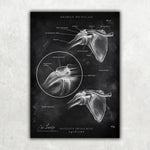 Schulter Anatomie Sammlung - Chalkboard - Animus Medicus GmbH