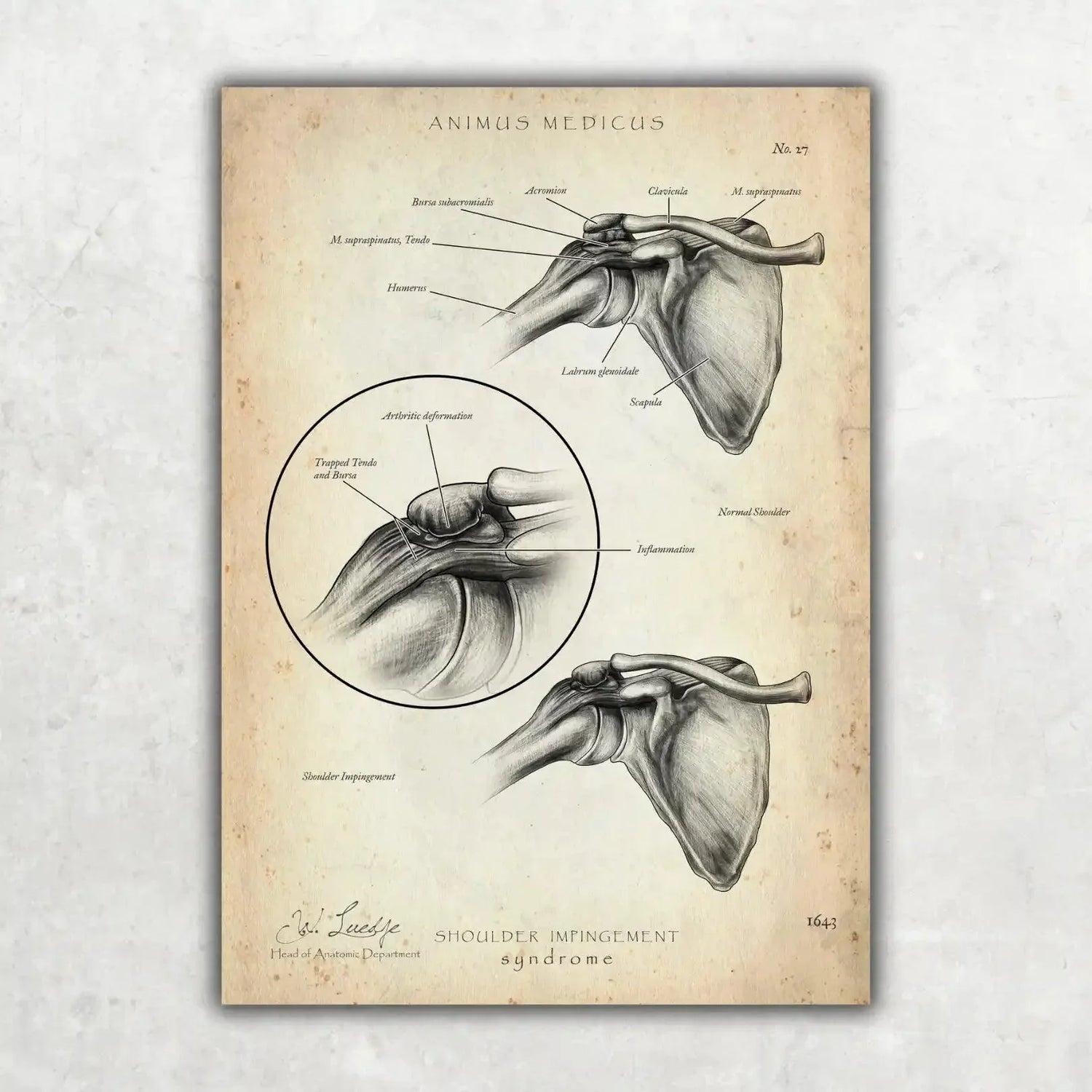 Shoulder Anatomy Collection