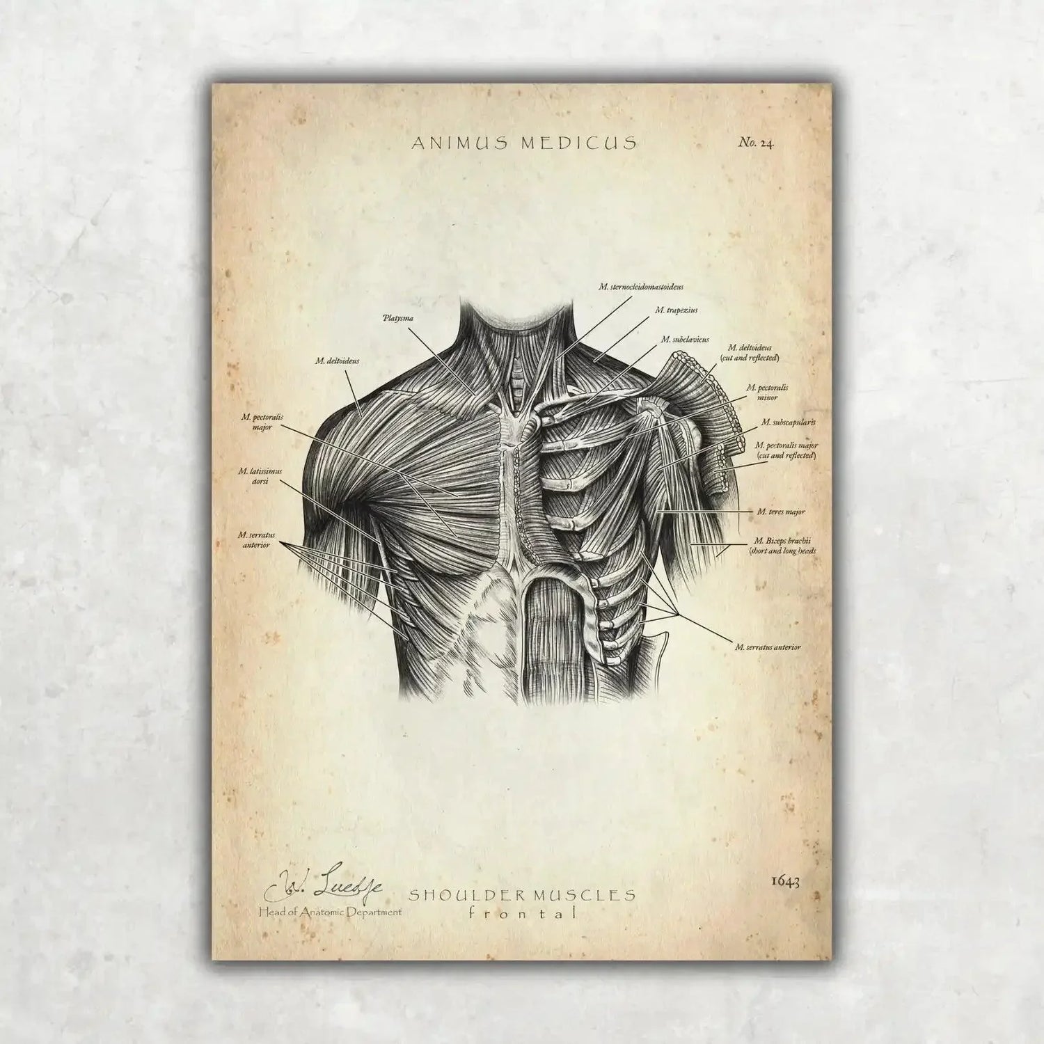 Shoulder Anatomy Collection
