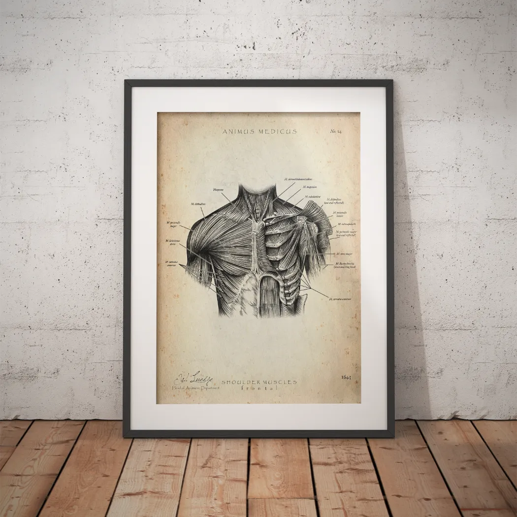 Shoulder Musculature