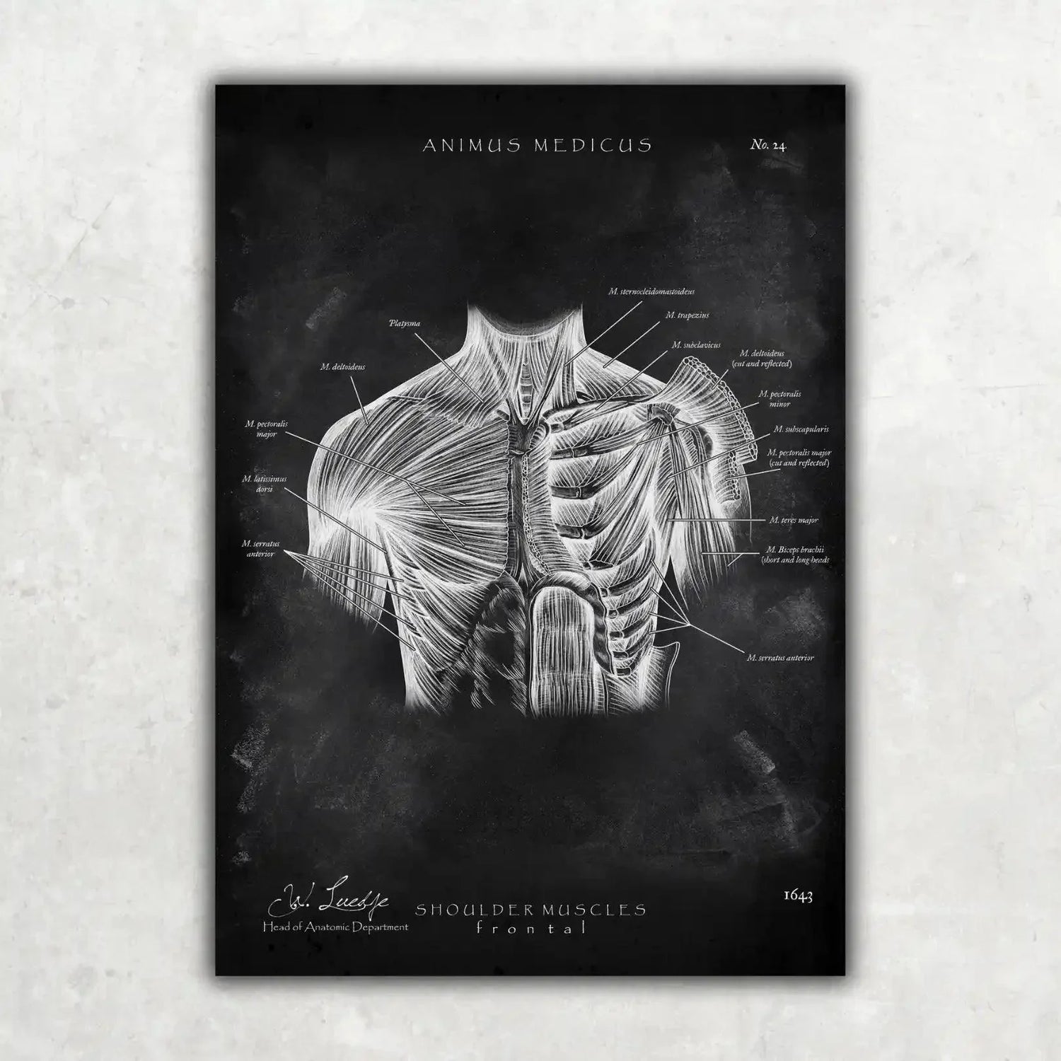 Shoulder Anatomy Collection Chalkboard