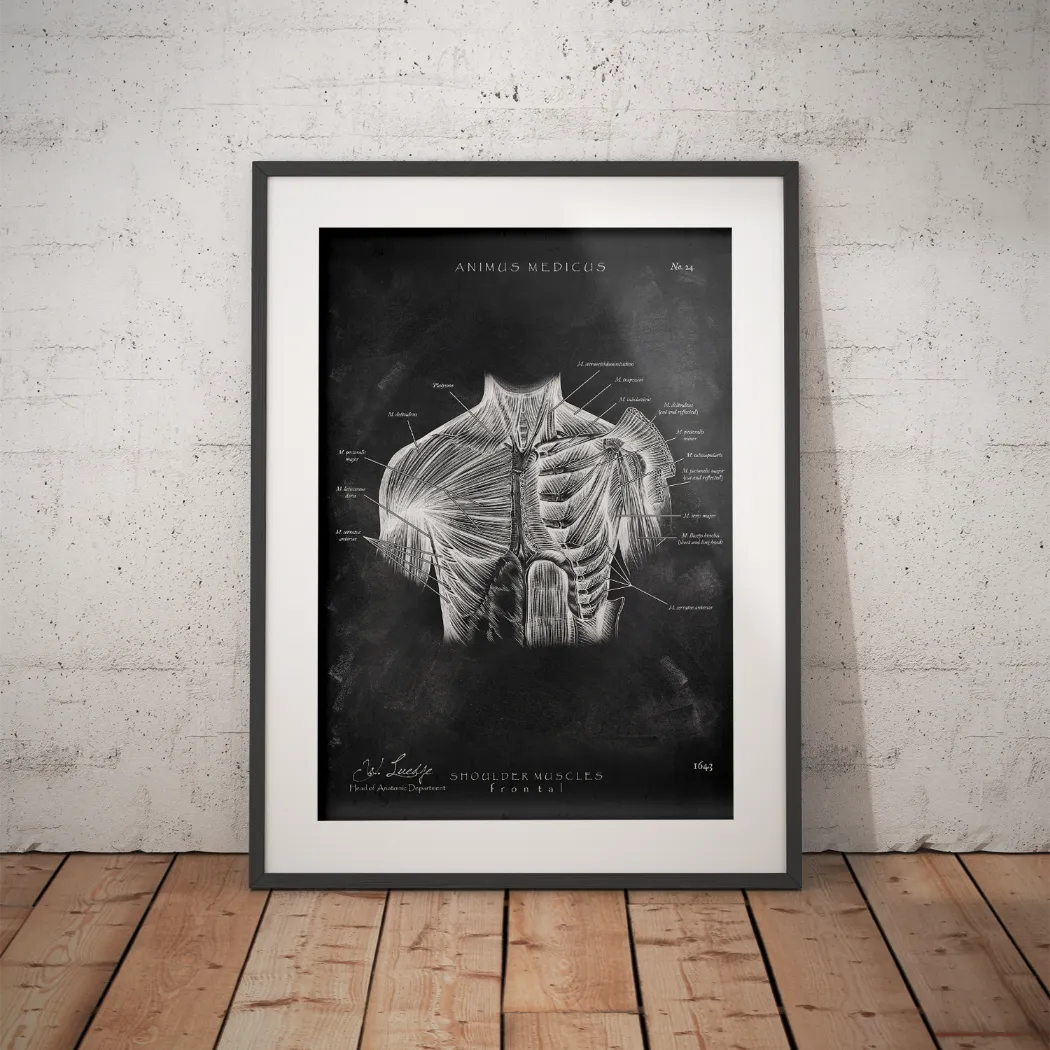 Shoulder Muscles - Chalkboard