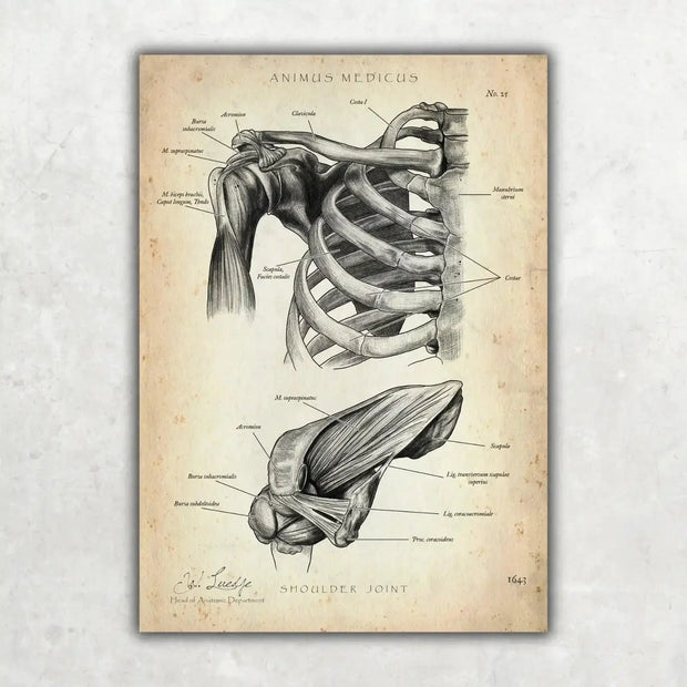 Shoulder Joint Anatomy poster, vintage style