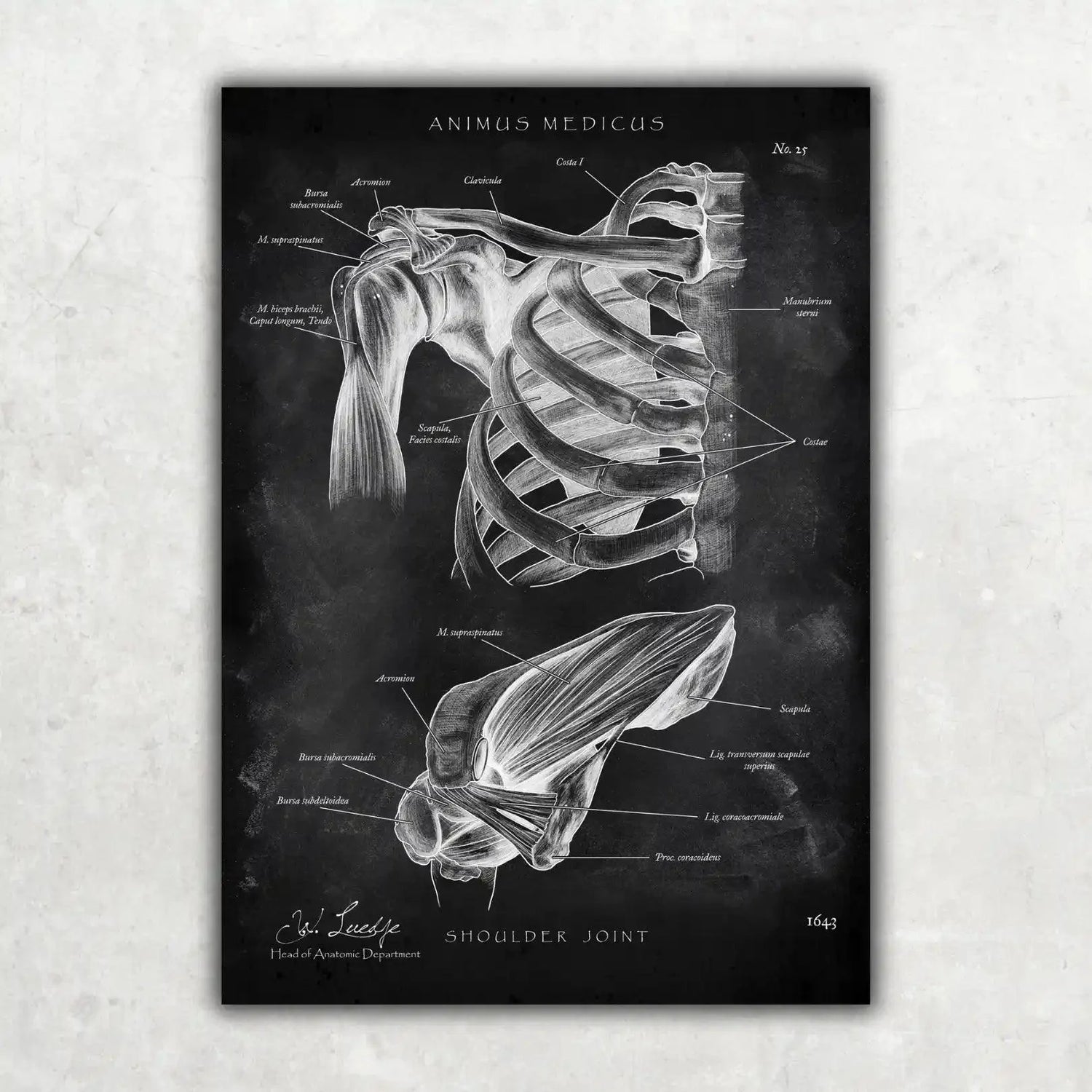 Schultergelenk Anatomie - Chalkboard - Animus Medicus GmbH