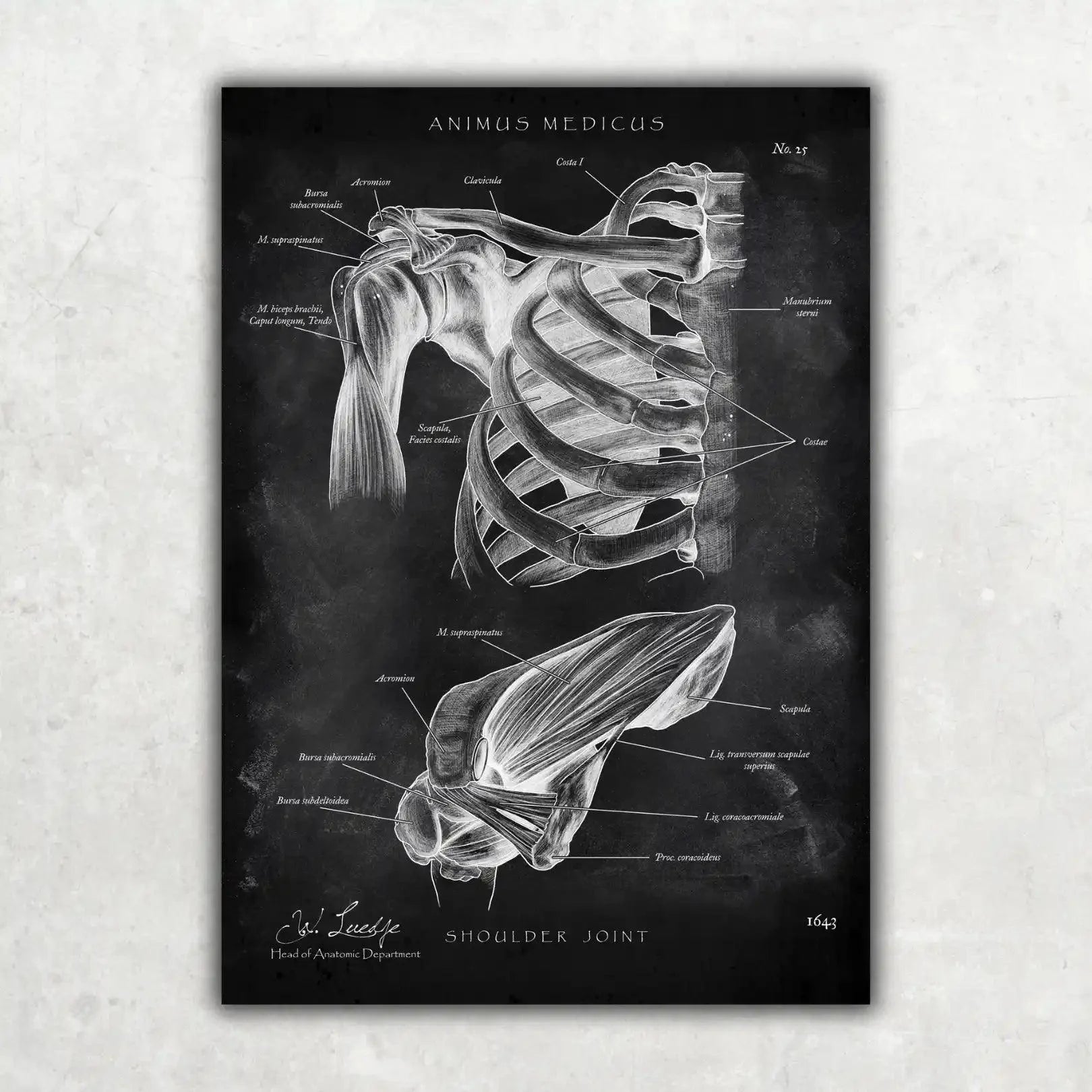 Schultergelenk Anatomie - Chalkboard - Animus Medicus GmbH